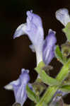 Heartleaf skullcap